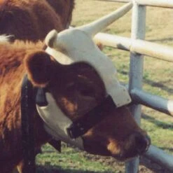 NRS Strap On Muley Horns 7 NRS Strap On Muley Horns -Western Cowboy Equipment ropinghorn2